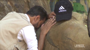 Pakistan, elefante malata muore allo Zoo: le tragiche immagini