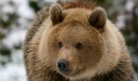 Boki, il cucciolo di orso di 10 mesi rifiutato dalla madre alla nascita