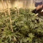 Torino, sequestrato deposito di marijuana: 900 piante in serra