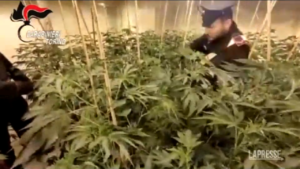 Torino, sequestrato deposito di marijuana: 900 piante in serra