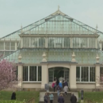 Londra, sboccia la primavera ai Kew Gardens