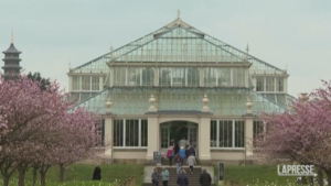 Londra, sboccia la primavera ai Kew Gardens