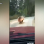 Trentino, inseguono orsi e filmano bravata: denunciati