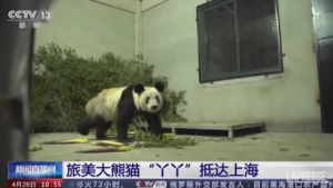 Panda gigante Ya Ya torna in Cina dopo 20 anni
