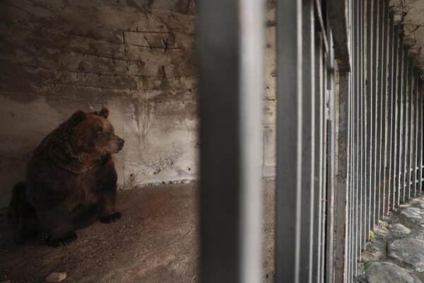 Albania, Salvato l'orso Mark: arrivato a Tirana