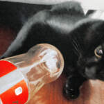 Pinguini Tattici Nucleari, esce il video di ‘Coca zero’