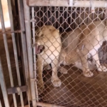 Porto Rico, gli animali dello zoo trasferiti negli Stati Uniti