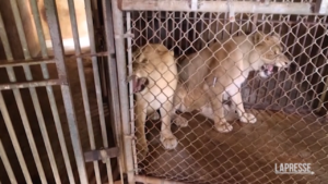 Porto Rico, gli animali dello zoo trasferiti negli Stati Uniti