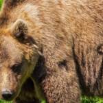 Trentino, trovato morto l’orso M62