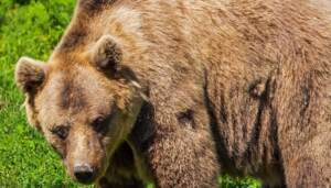 Trentino, trovato morto l’orso M62