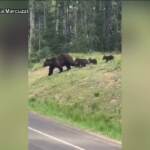 Alessia Marcuzzi posta video orsi da Yellowstone: “Non serve vendetta”