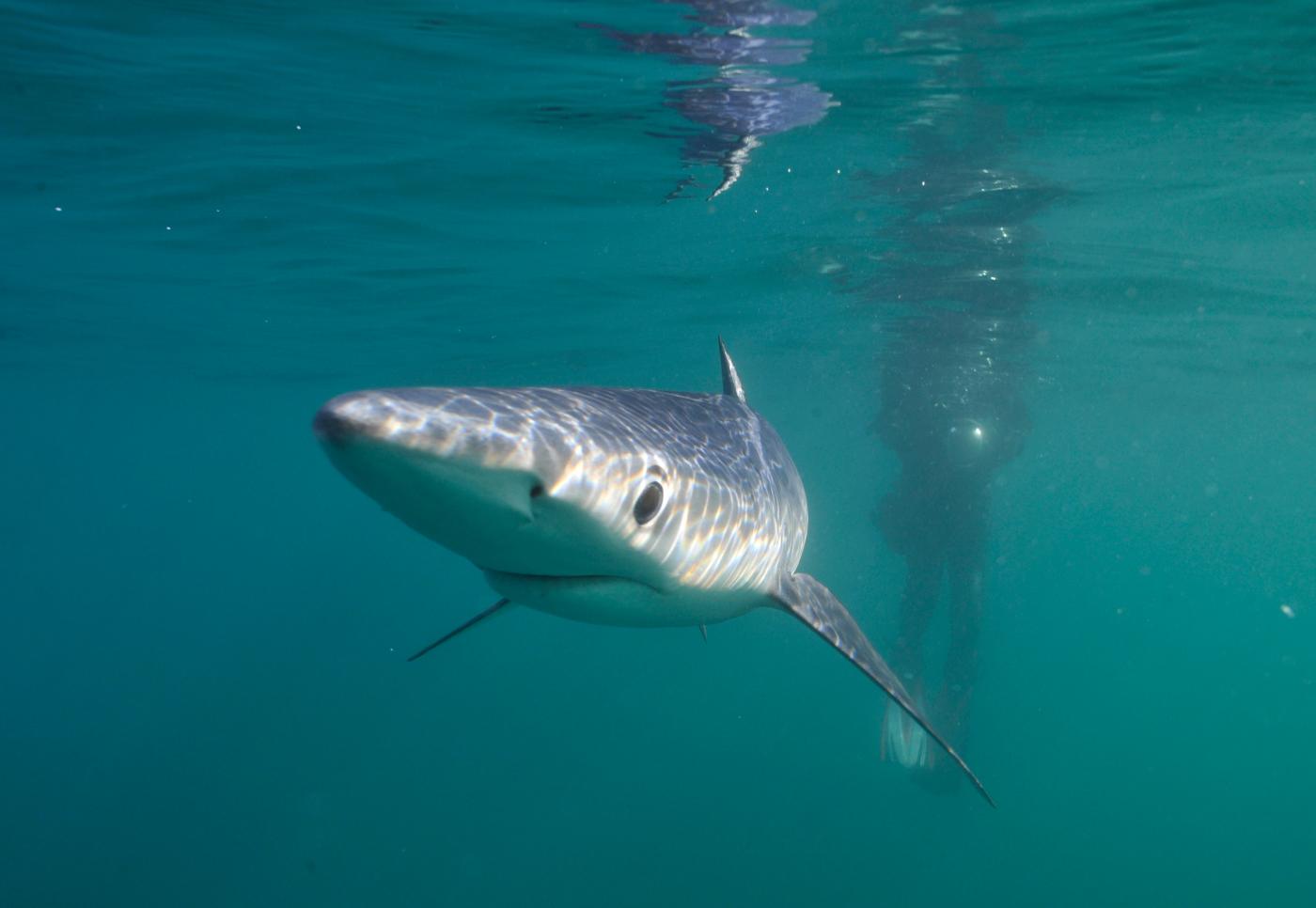 Sardegna, squalo blu partorisce 20 cuccioli e muore a riva Sardegna, squalo blu partorisce 20 cuccioli e muore a riva