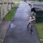 Usa, orso salta fuori da cassonetto e terrorizza preside scuola