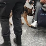 Nascondeva la cocaina nella sedia a rotelle: arrestato a Malpensa