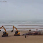 Regno Unito, muore balena spiaggiata di 17 metri