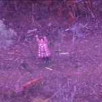 Australia, donna dispersa nella foresta: sopravvive per 5 giorni con vino e caramelle