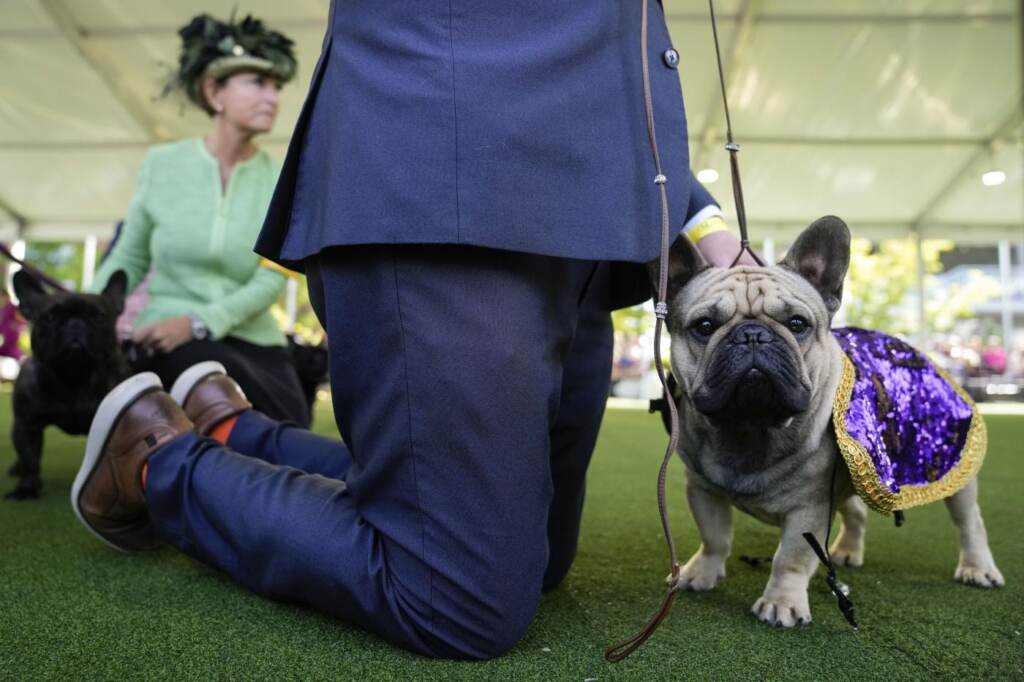 Galleria foto 'Cani, Buddy Holly trionfa al Westminster Dog Show 2023' - foto 16