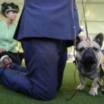 I cani di tutte le razze si sfidano al Westminster Kennel Club Dog show 2023 a New York