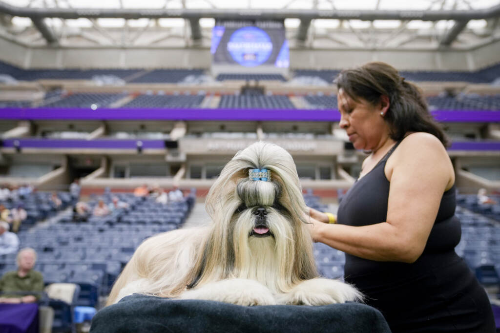 Galleria foto 'Cani, Buddy Holly trionfa al Westminster Dog Show 2023' - foto 18