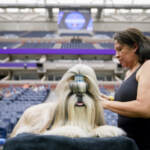I cani di tutte le razze si sfidano al Westminster Kennel Club Dog show 2023 a New York