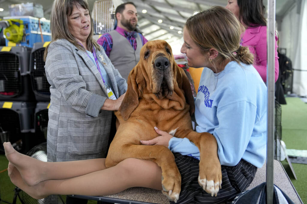 Galleria foto 'Cani, Buddy Holly trionfa al Westminster Dog Show 2023' - foto 17