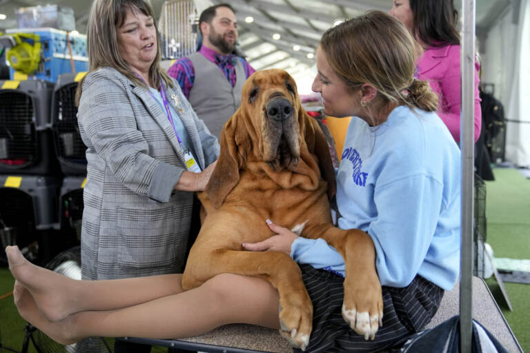 I cani di tutte le razze si sfidano al Westminster Kennel Club Dog show 2023 a New York