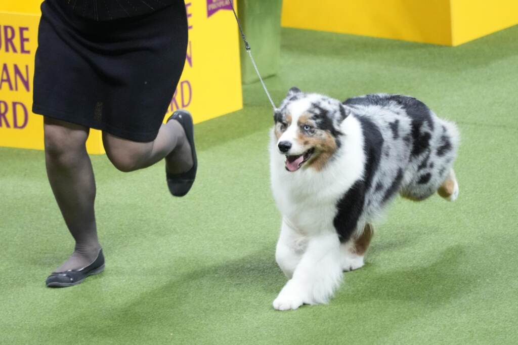 Galleria foto 'Cani, Buddy Holly trionfa al Westminster Dog Show 2023' - foto 11