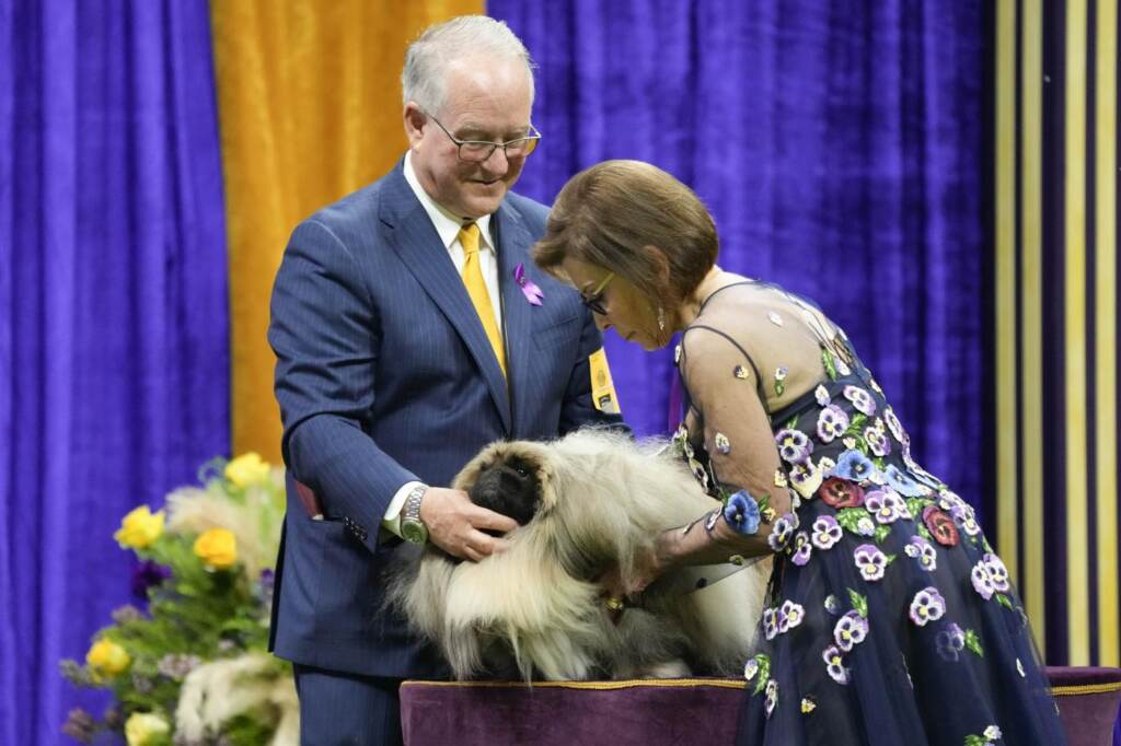 Galleria foto 'Cani, Buddy Holly trionfa al Westminster Dog Show 2023' - foto 15