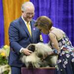 I cani di tutte le razze si sfidano al Westminster Kennel Club Dog show 2023 a New York