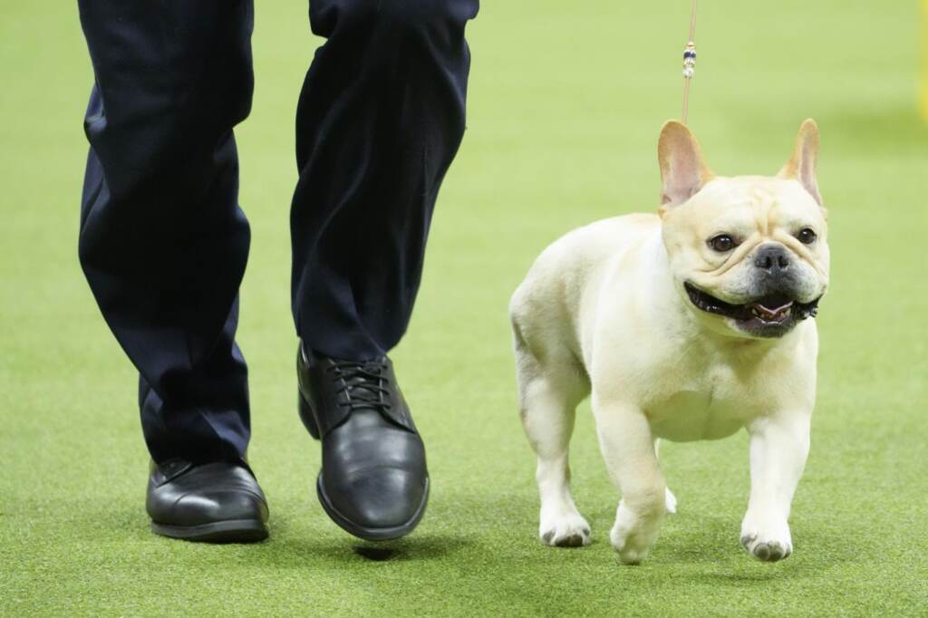 Galleria foto 'Cani, Buddy Holly trionfa al Westminster Dog Show 2023' - foto 13