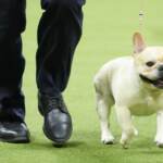 Westminster Dog Show