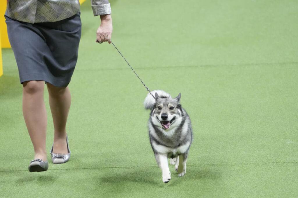 Galleria foto 'Cani, Buddy Holly trionfa al Westminster Dog Show 2023' - foto 14