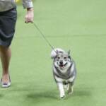 I cani di tutte le razze si sfidano al Westminster Kennel Club Dog show 2023 a New York