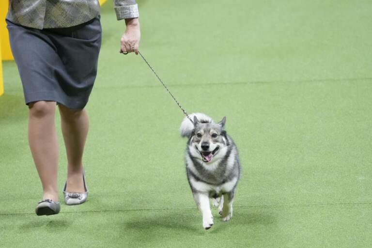 I cani di tutte le razze si sfidano al Westminster Kennel Club Dog show 2023 a New York