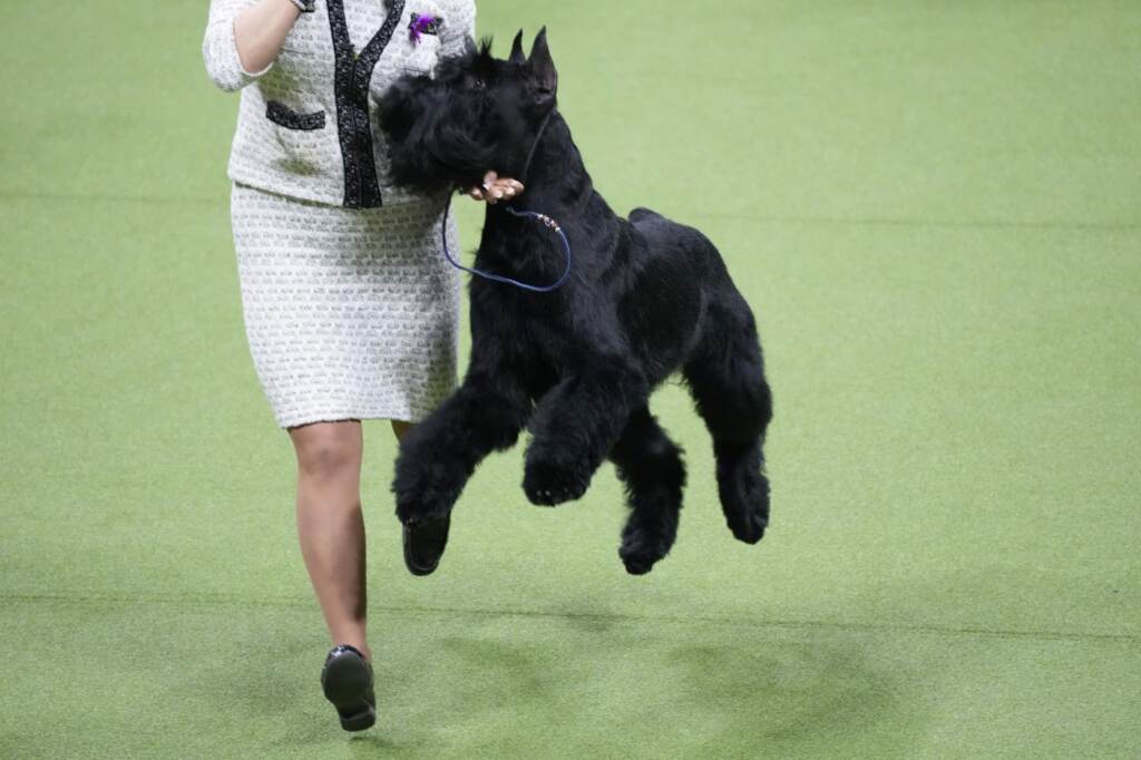 Galleria foto 'Cani, Buddy Holly trionfa al Westminster Dog Show 2023' - foto 12