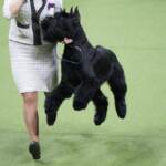 147mo Westminster Kennel Club Dog Show a New York