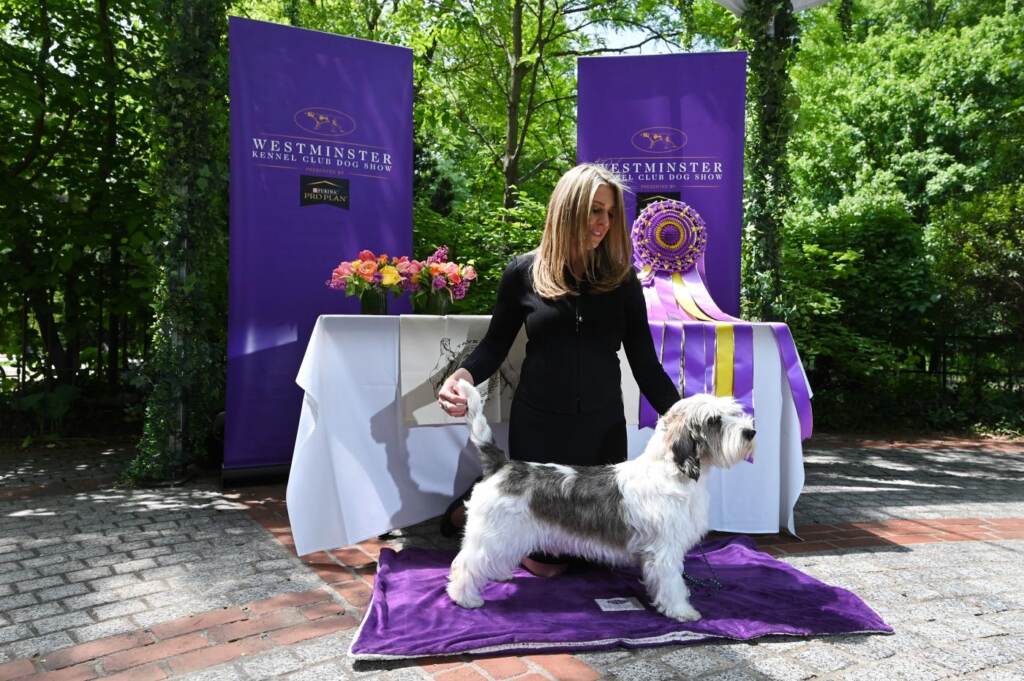 Galleria foto 'Cani, Buddy Holly trionfa al Westminster Dog Show 2023' - foto 3