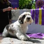 Cani, Buddy Holly trionfa al Westminster Dog Show 2023