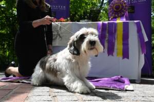 Buddy Holly il cane vincitore del concorso Westminster Kennel Club Dog Show