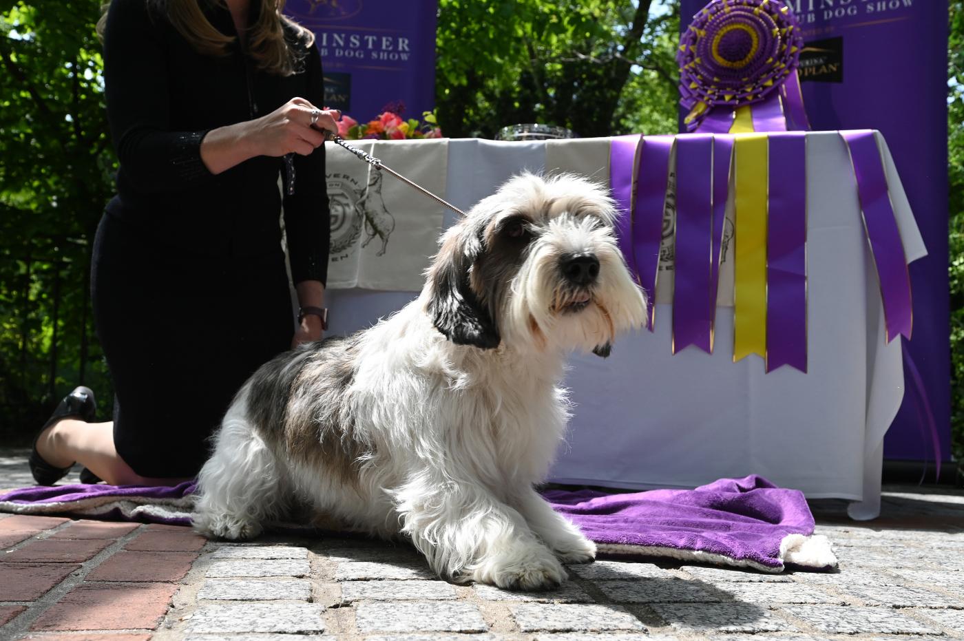 Cani, Buddy Holly trionfa al Westminster Dog Show 2023