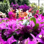 Milano fiorisce con Orticola, in mostra l’intelligenza vegetale