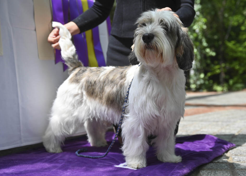 Galleria foto 'Cani, Buddy Holly trionfa al Westminster Dog Show 2023' - foto 2