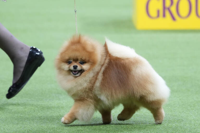 Cani, Buddy Holly trionfa al Westminster Dog Show 2023