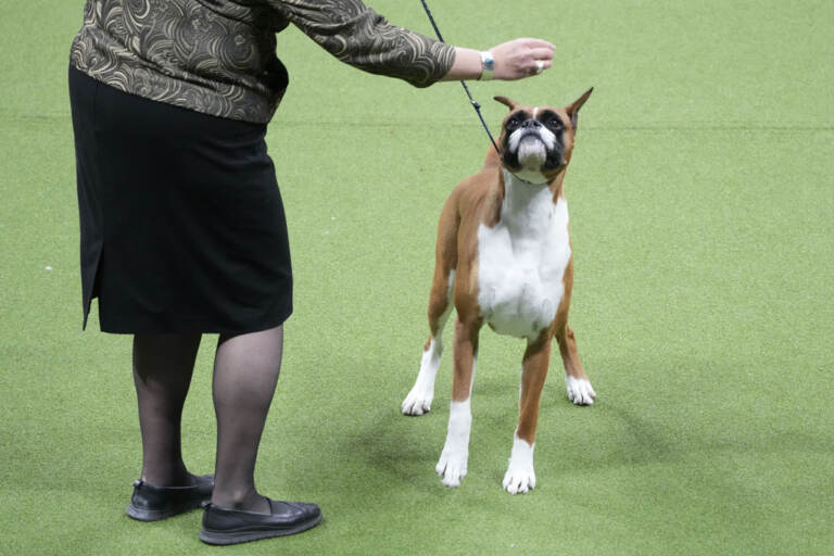 Cani, Buddy Holly trionfa al Westminster Dog Show 2023