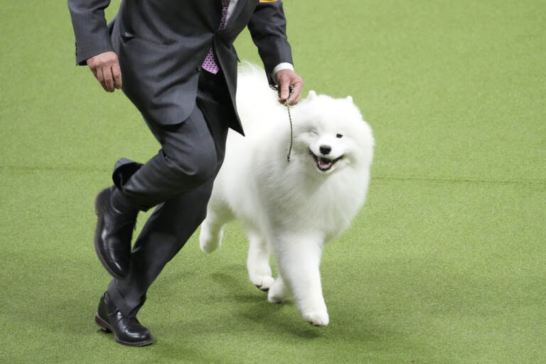 Cani, Buddy Holly trionfa al Westminster Dog Show 2023