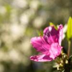 Festa della Mamma, rose e azalee per sostenere la ricerca