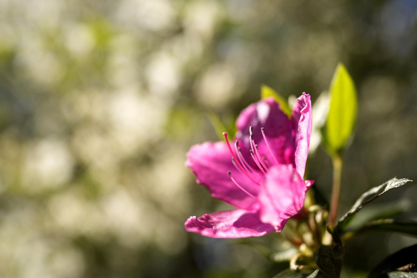 Festa della Mamma, rose e azalee per sostenere la ricerca Festa della Mamma, rose e azalee per sostenere la ricerca