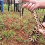 Serpenti toro della Louisiana rilasciati in natura