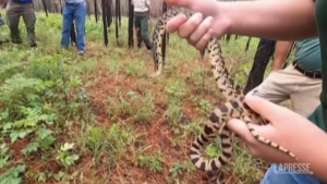 Serpenti toro della Louisiana rilasciati in natura