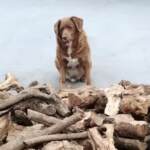 È morto Bobi, il cane più vecchio del mondo: aveva 31 anni